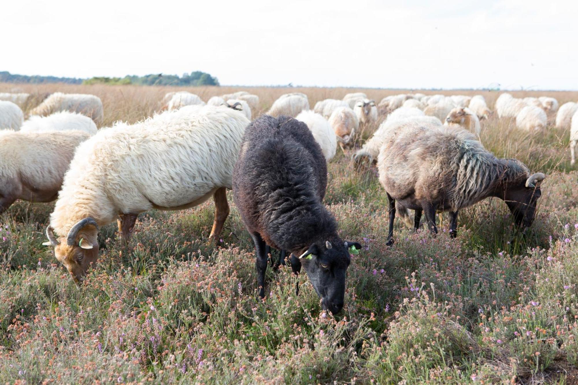 The Barnyard Bed & Breakfast Balinge Eksteriør bilde